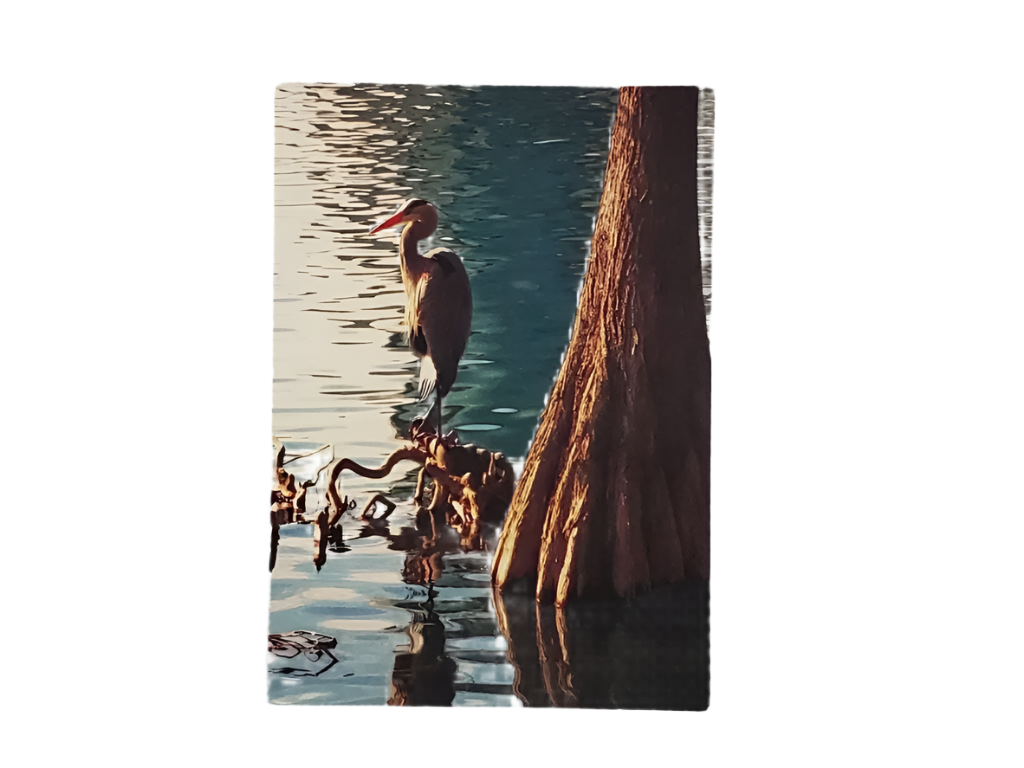 Postcard Lake Eola Bird