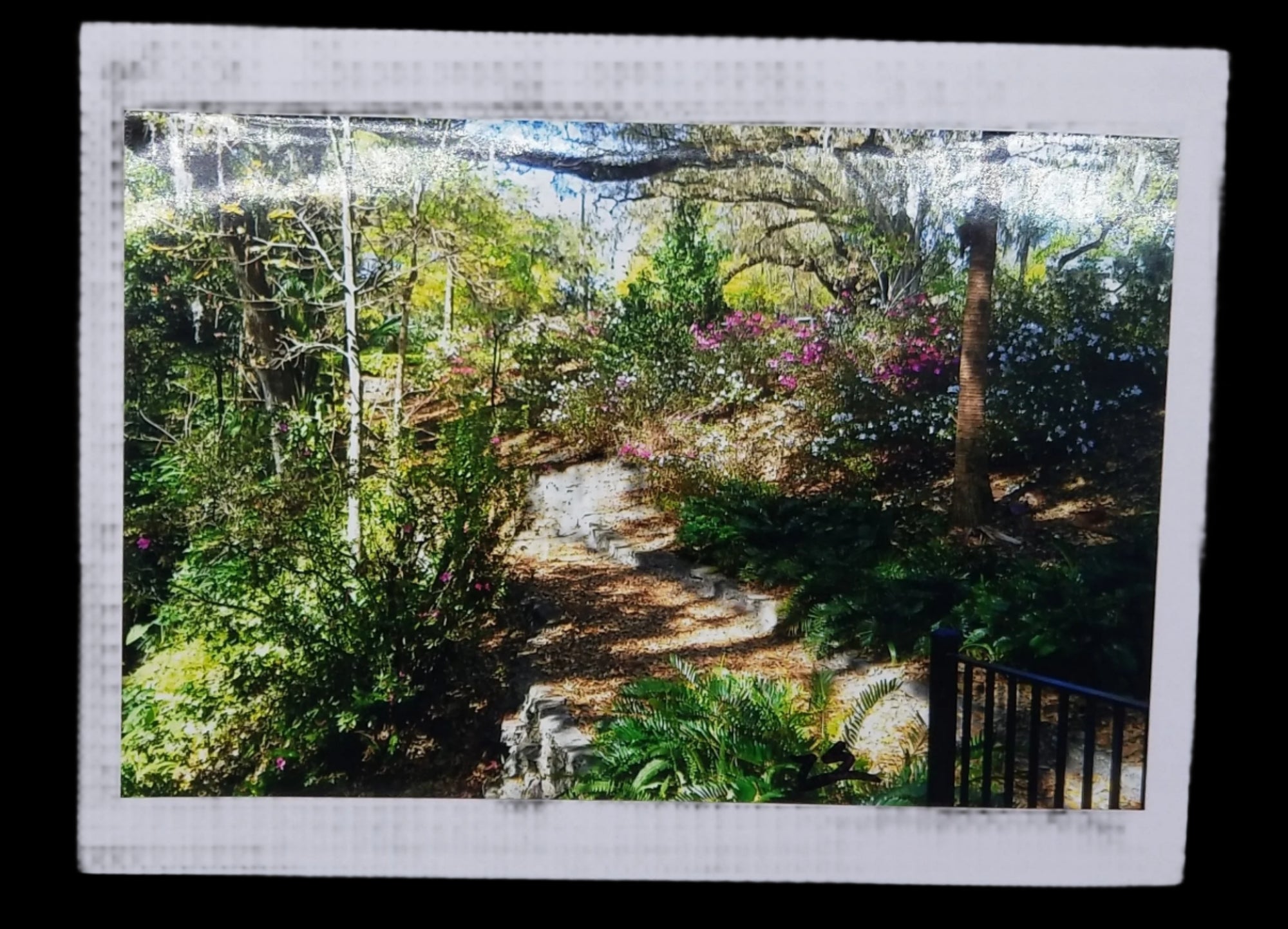 Dickson Azalea Park Photo Greeting Card