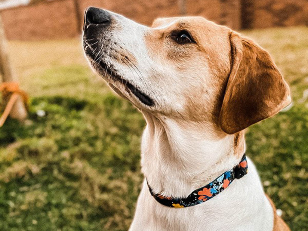 Nights-a-Bloom Dog Collar