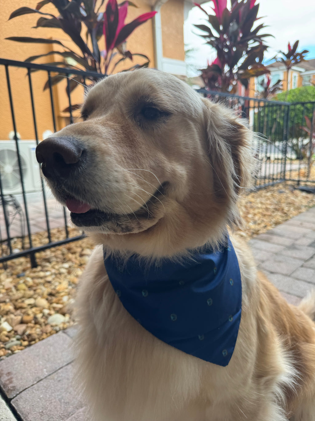 Lake Eola Fountain Pet Bandana