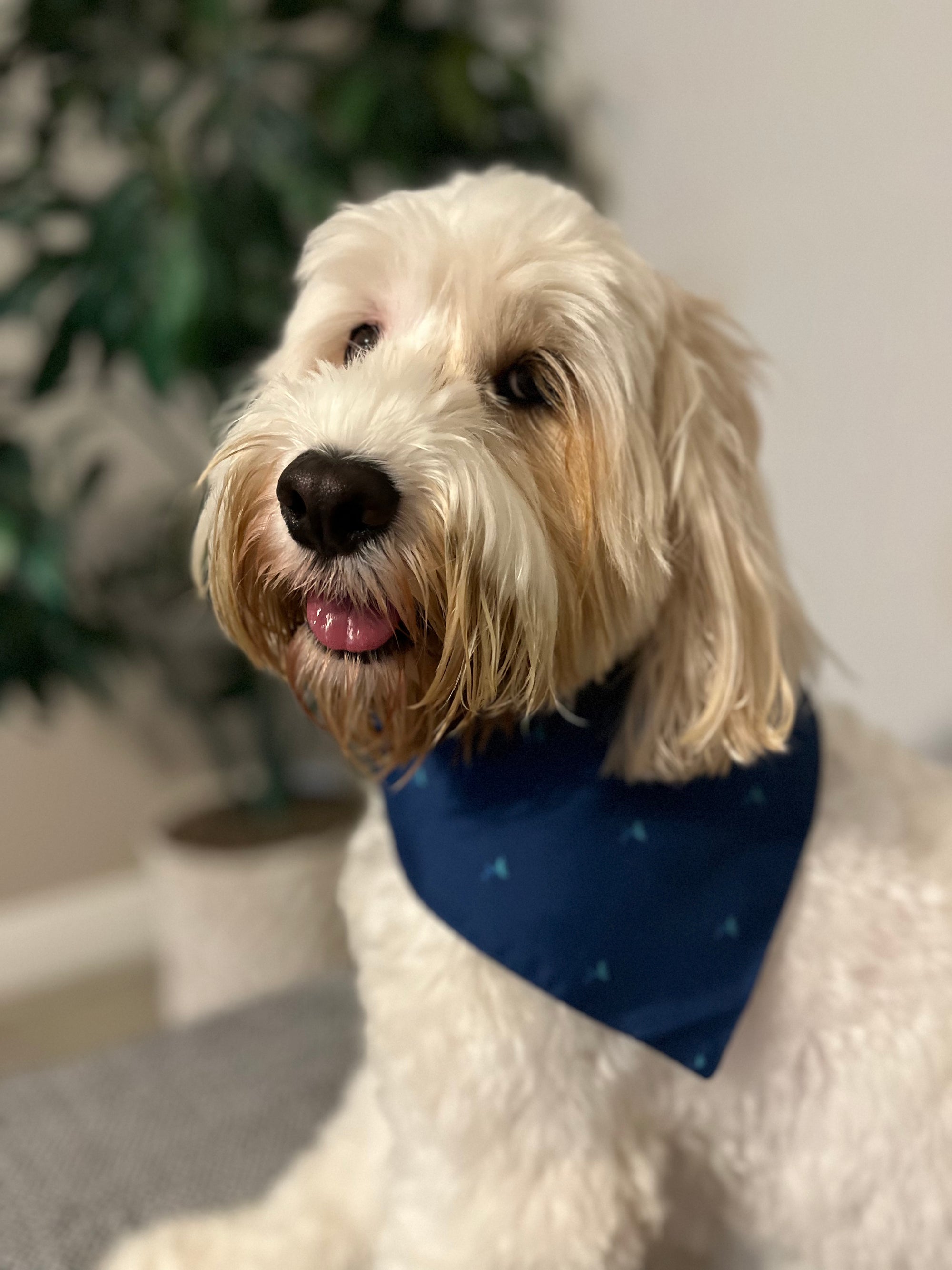 Lake Eola Fountain Pet Bandana