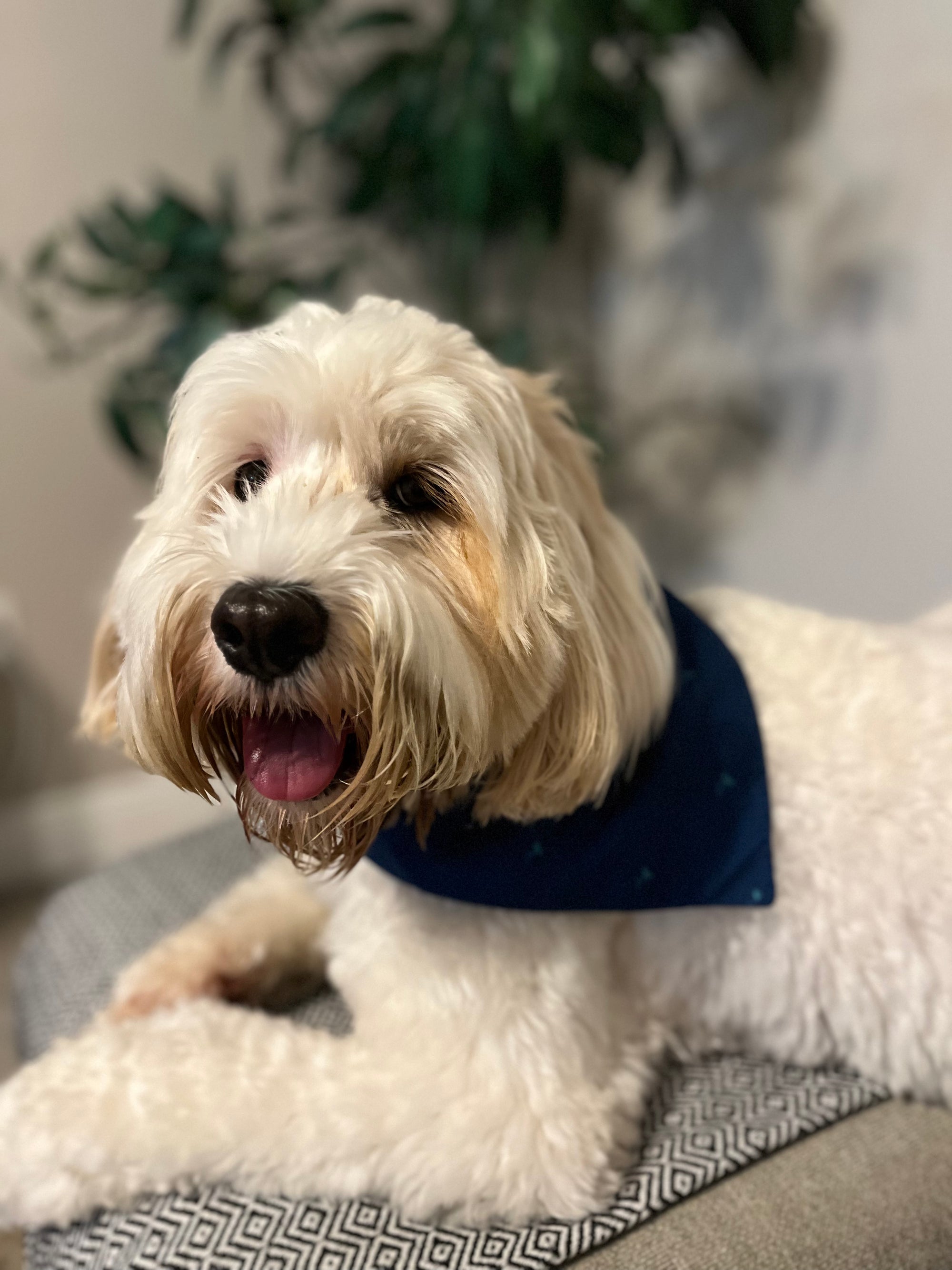 Lake Eola Pride Fountain Pet Bandana
