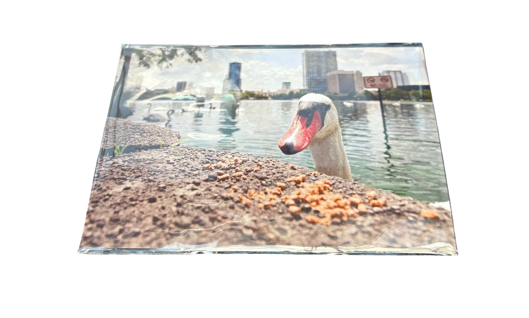 Postcard Swan Eola